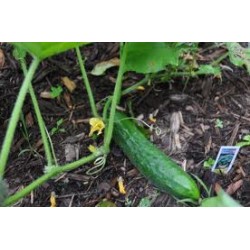 Hibrit F1 Tarla Hıyar Tohumları (9)