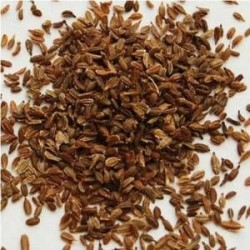 Kereviz Tohumları (1)