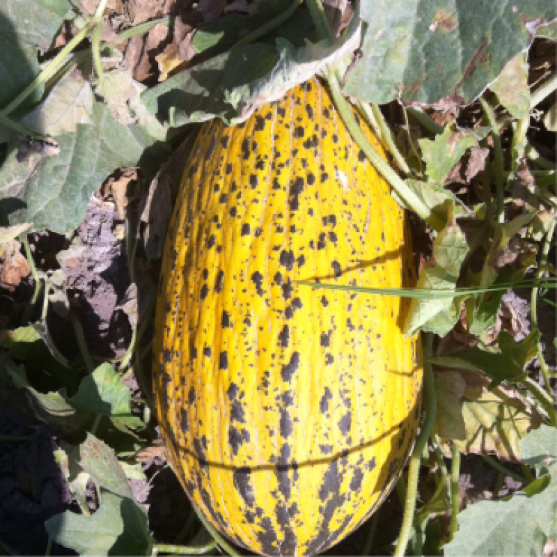 Yüksel Tohum Erbey F1 Kırkağaç Kavun Tohumu 500 Adet