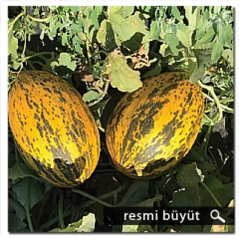 Argeto Alaçalı F1 Kırkağaç Kavun Tohumu 1000 Adet