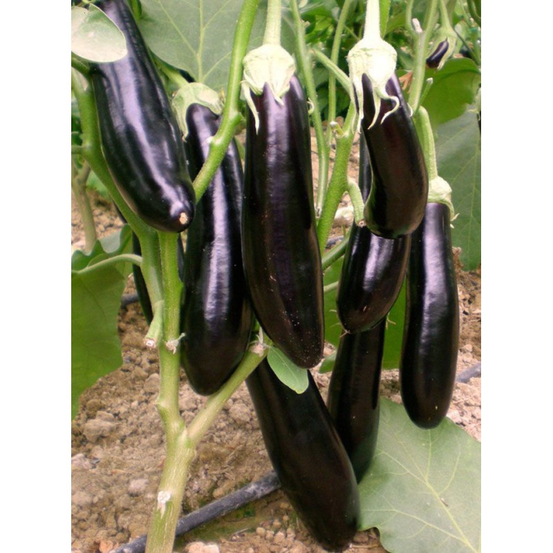 Yüksel Tohum Çelebi Patlıcan Tohumu 1000 Adet