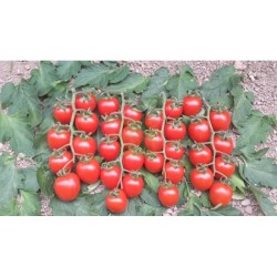 Domates Tohumlar (18)