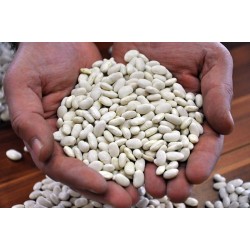 Fasülye Tohumlar (9)