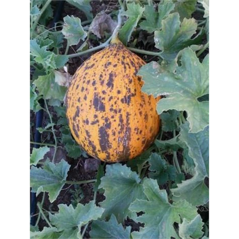 Aksum F1 Kavun Fidesi