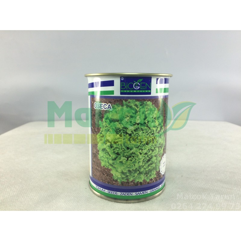 Biogen Oseca Kışlık Kıvırcık Marul Tohumu 100 Gr
