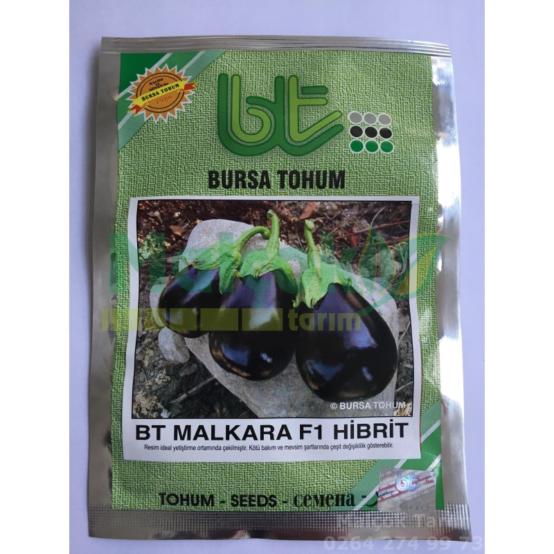 Bursa Bt Malkara F1 Hibrit Yuvarlak Top Patlıcan Tohumu 1000 Adet