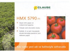 Hmx 5790 Salçalık Sanayi Domates Fidesi