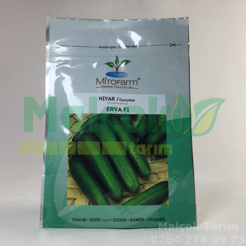 Mitofarm Erva F1 Hibrit Salatalık Tohumu 1000 Adet