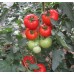 Multi Seed Hakan 9T6094 F1 Hibrit Sofralık Sırık Domates Tohumu 1000 Adet