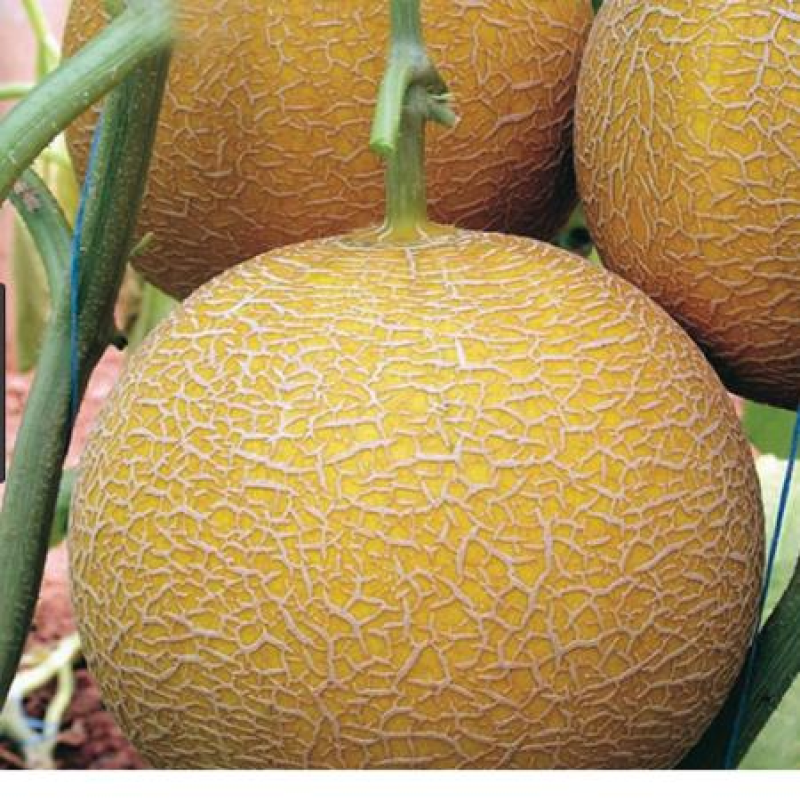 Rambo F1 Kavun Fidesi