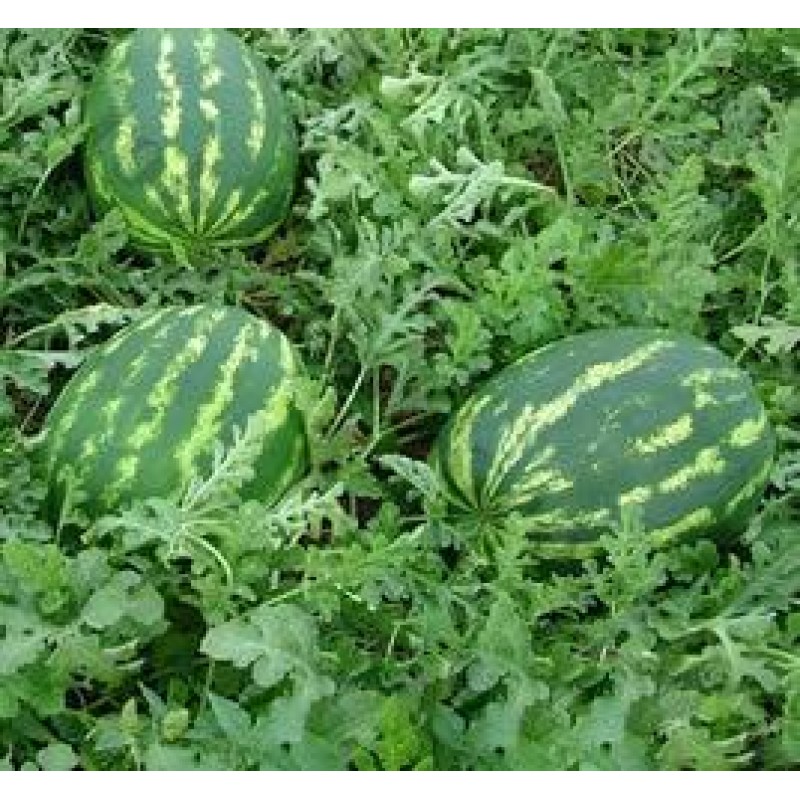 Starbust Karpuz Fidesi