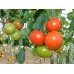 TASACO ALVİN SIRIK DOMATES TOHUMU 1000 ADET