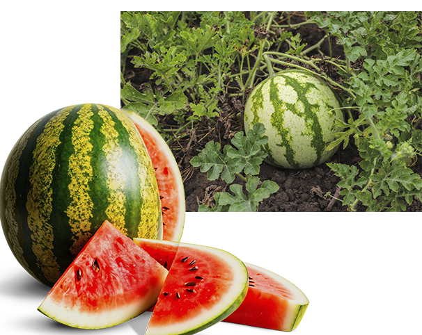 Hibrit Karpuz Tohumları