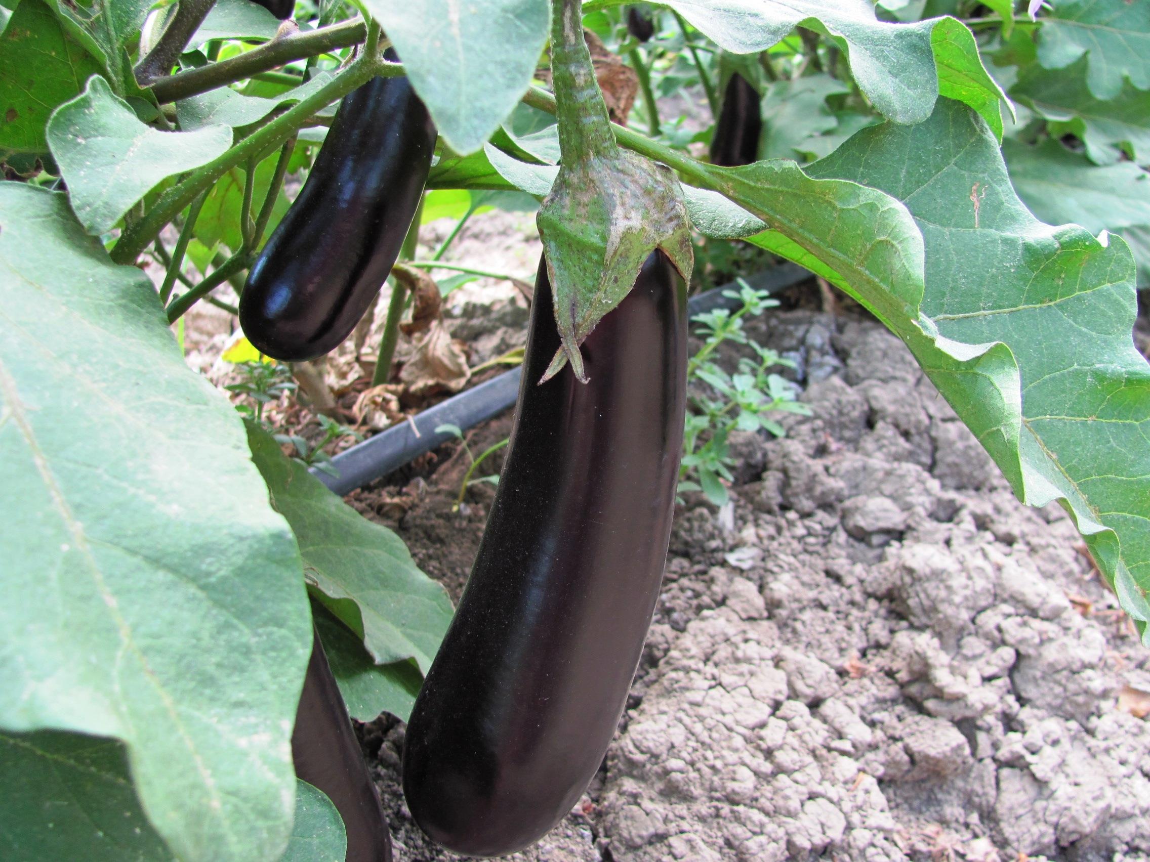 Aşılı ve Normal Patlıcan Fidesi >> Malçok Tarım